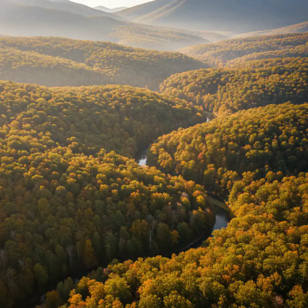 Bosque denso desde las alturas